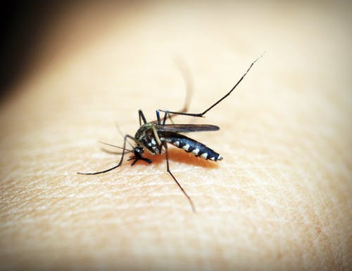 薬剤耐性マラリア　アフリカで出現