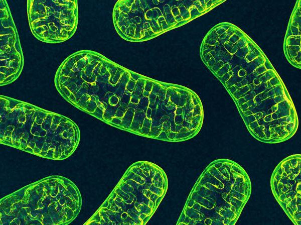 不良ミトコンドリア　蛍光タンパク質で探索　千葉大がセンサー開発