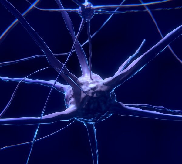 老化神経幹細胞制御でニューロン新生　老齢マウスの空間把握と記憶能力回復　京大が成果