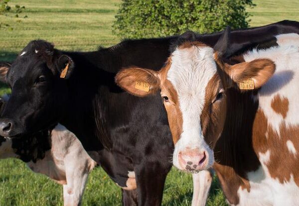 牛のメタン排出量　新たな算出式開発　農研機構がマニュアル公開