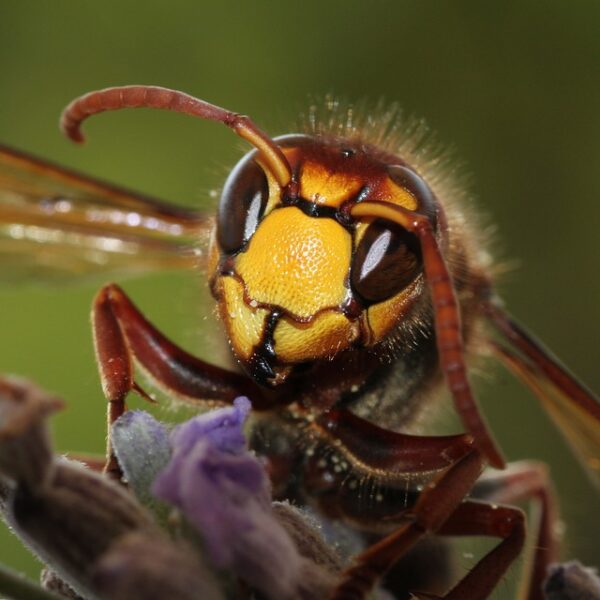 昆虫界最強？ スズメバチがカブトムシ圧倒　　　　　　　　　　　　　脚にかみつき樹液場から強制排除