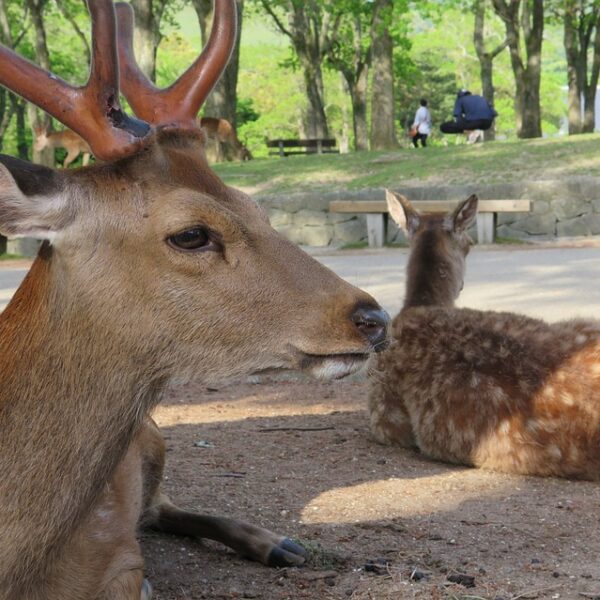 奈良公園のシカは「特別な存在」　独自の遺伝子型判明