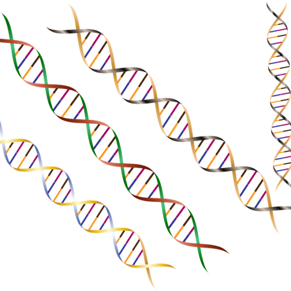 ゲノム編集精度が飛躍的向上　安全性と効率数百倍　九大など新技術開発