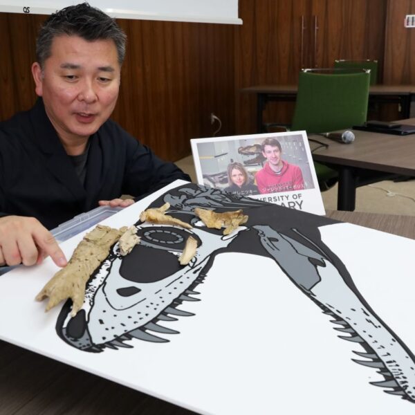 大型ティラノサウルス類　新種「カンクウルウ」化石解析  北大など進化解明