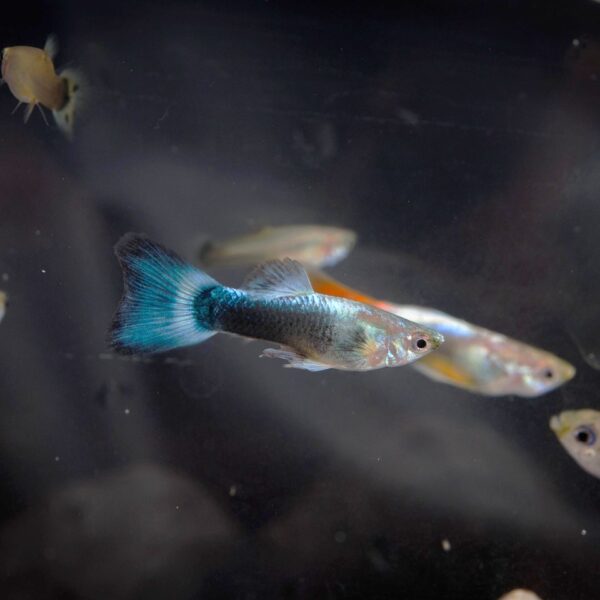 「鏡に映っているのは自分」魚の自己認知　予想外に早く