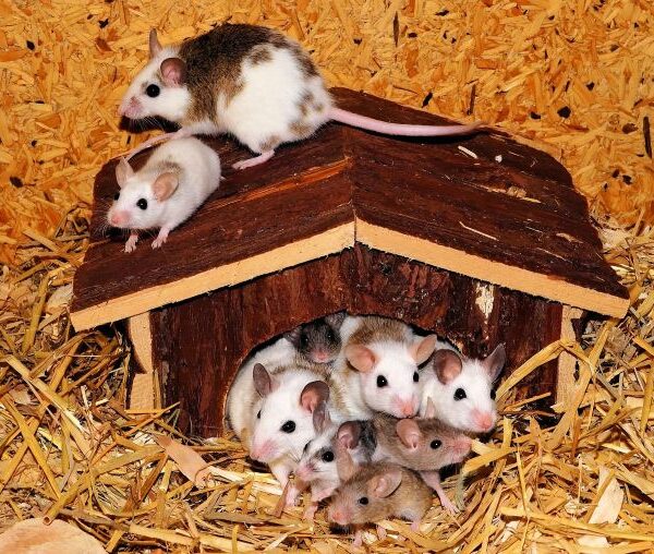 マウス32臓器を網羅　体内時計プロテオーム地図　都医学研が作成