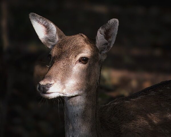 富士山麓　シカの居場所で性差