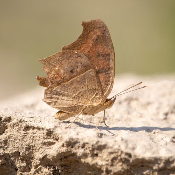 外来植物食べたメス蝶はオスにもてなくなる？　大阪公立大・東大が解明