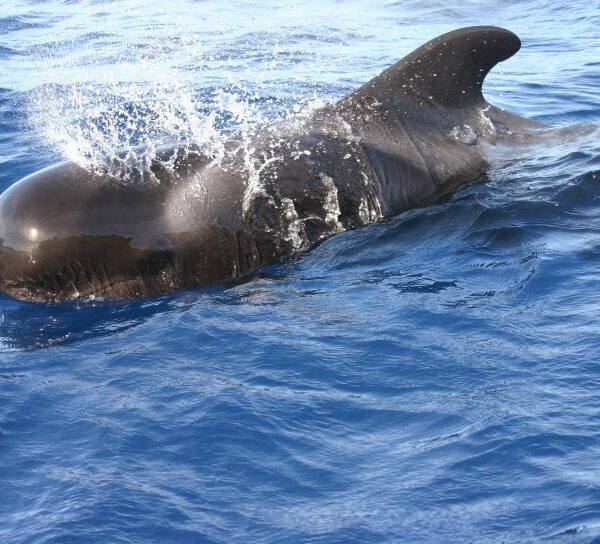 クジラ肉成分「バレニン」　神経変性抑制効果を確認