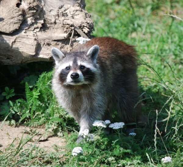 アライグマが食中毒の原因　人獣共通感染症　感染ルート特定