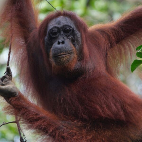 オランウータン授乳期間　哺乳類最長「６歳半まで」