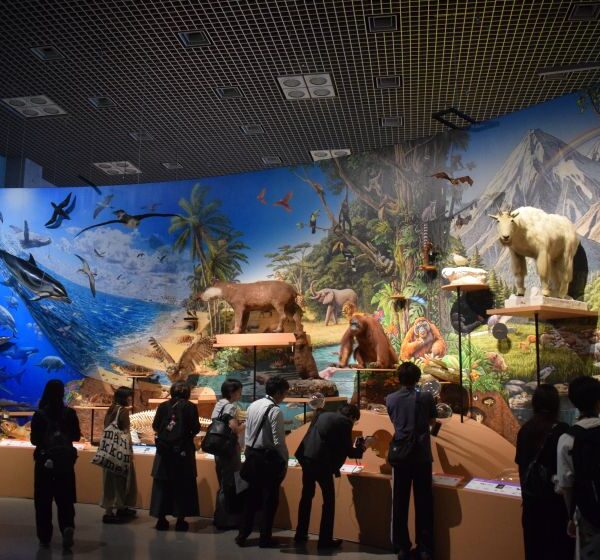 「大自然の生き物　驚きの生き残り戦術」科博で特別展