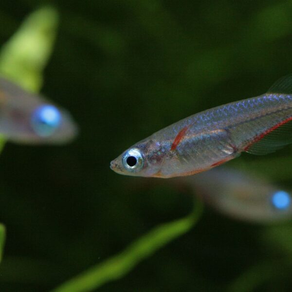 大津波による魚の交雑から種の境界維持　遺伝的な生殖隔離が寄与